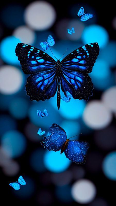 Butterfly DP