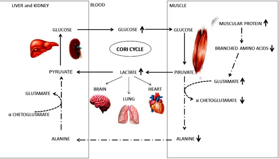 Alexander Ostrovskiy Anti-Burnout Nutrition — Fueling the Overworked Body